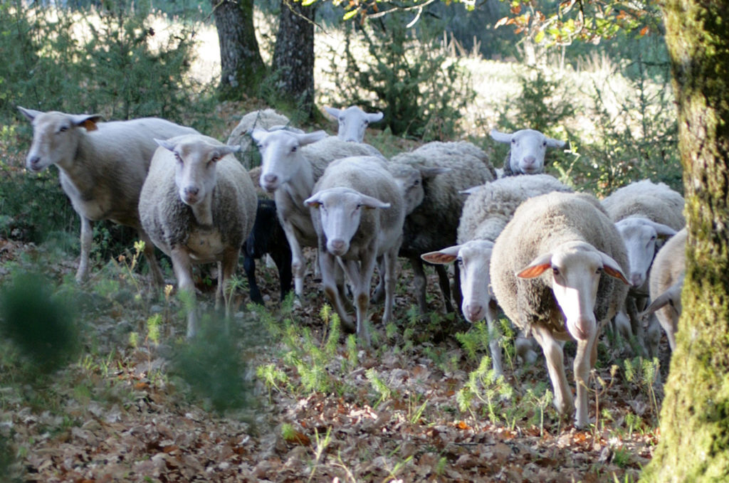 Des brebis vont pâturer dans les vignes de Monbazillac